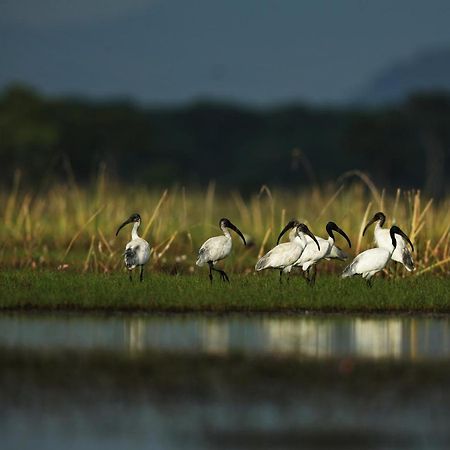 Wetlandcamp บ้านชายเล Пхаттхалунг Экстерьер фото