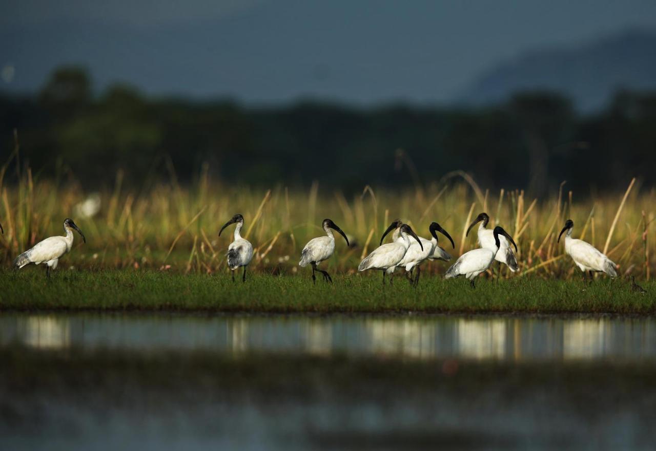 Wetlandcamp บ้านชายเล Пхаттхалунг Экстерьер фото
